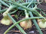 How To Successfully Grow Onions From Seed